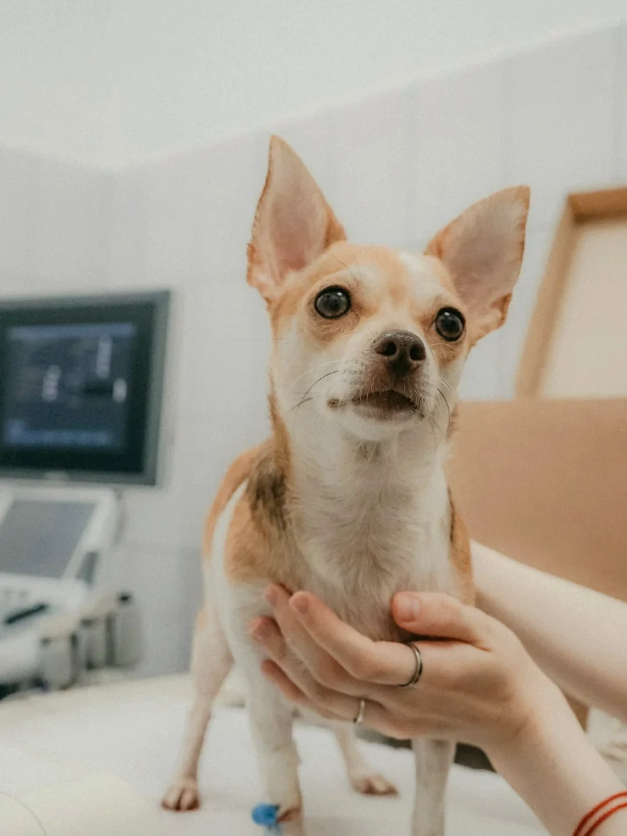 診察台にすわる小型犬と、そばに置かれた検査機器