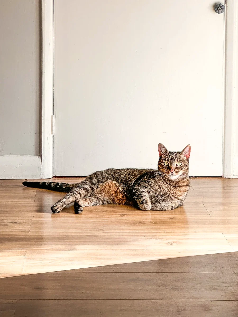 キャリーバッグから顔を出す子猫