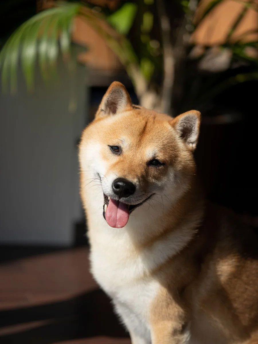 部屋のソファのそばでくつろぐ柴犬