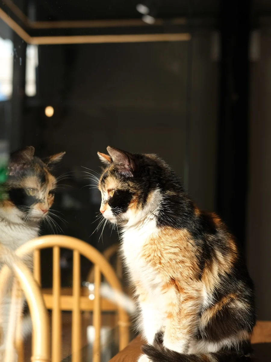 廊下の日だまりでねそべるキジトラ猫