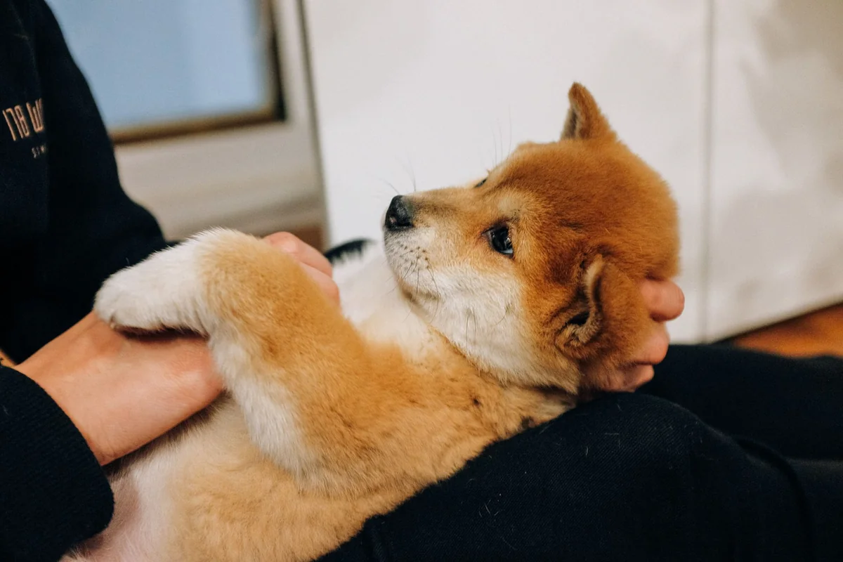 腕の中で安心している子犬