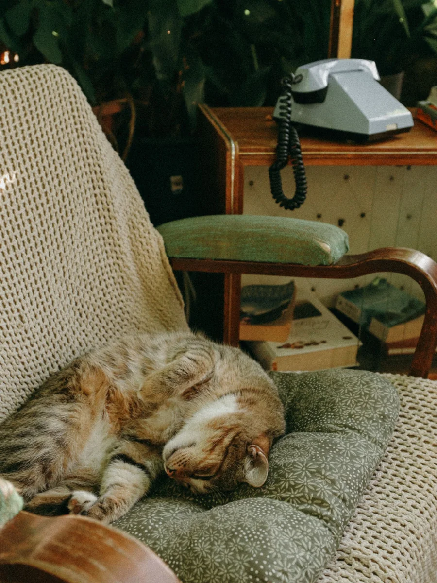 いすの上で丸くなって眠る猫