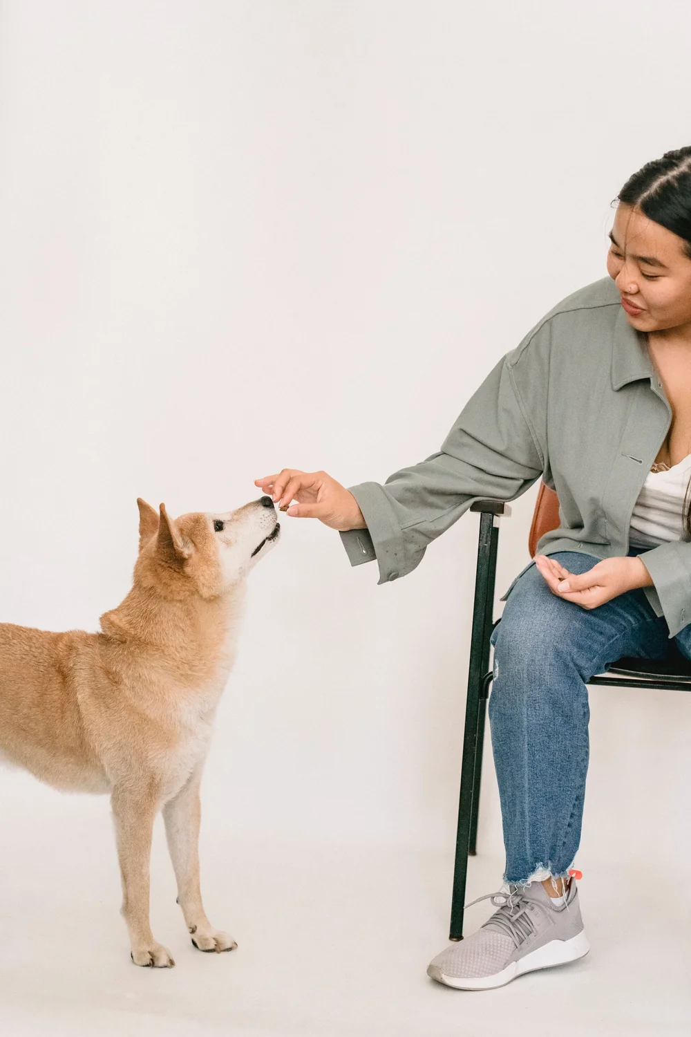 診察室でおやつをもらう柴犬と飼い主