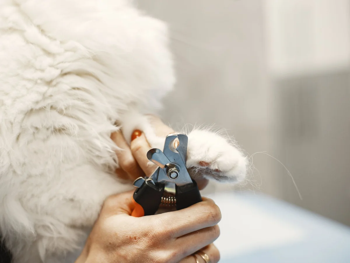 猫の前足の爪を整えているところ