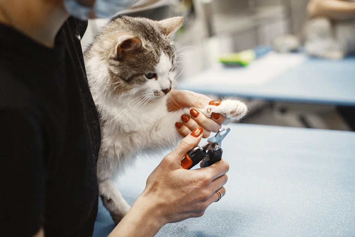 猫の爪を整えているところ